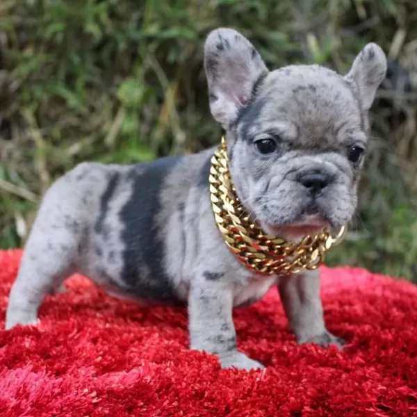 French Bulldog Yavrulari