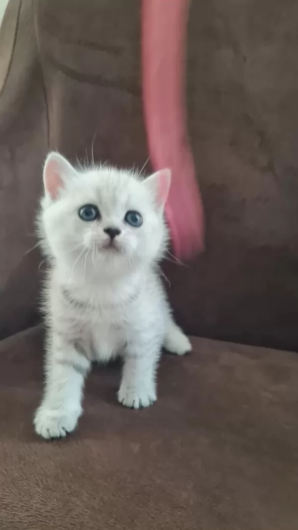 British Shorthair Silver Yavrularımız