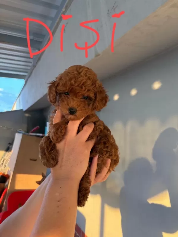 2 Dişi Ve 1 Erkek Toy Poodle Yavrular