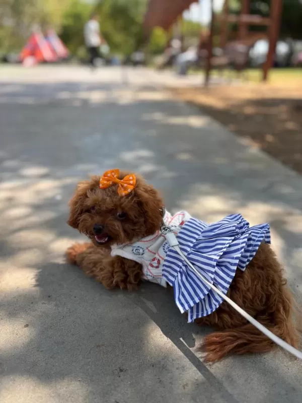 Teacup Cinsi Poodle 8 Aylik