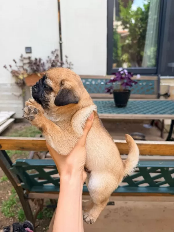 Adana Safkan Pug Sahibini Ariyor Son 3 Yavru