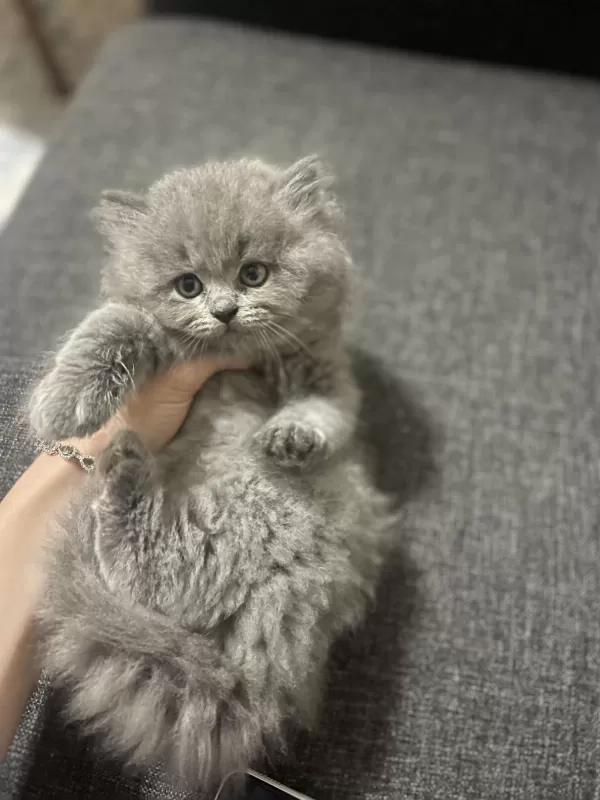 Safkan British Longhair Yavrumuza Sevgi Dolu Yeni Yuva