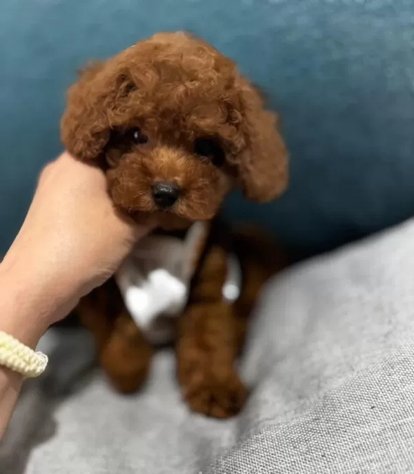 Toypoodle Yavrularımız