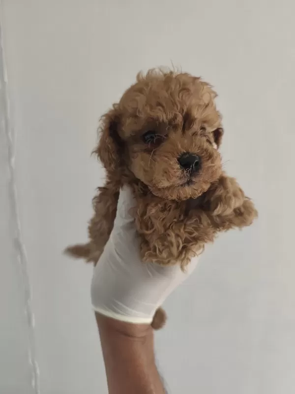 Toy Poodle Aşılı Kilo Garantili Yavrular