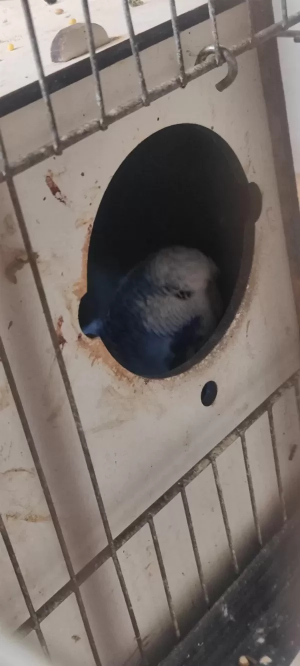 Üst Vasıf Show Jumbo Muhabbet Çifti Acil Zararına