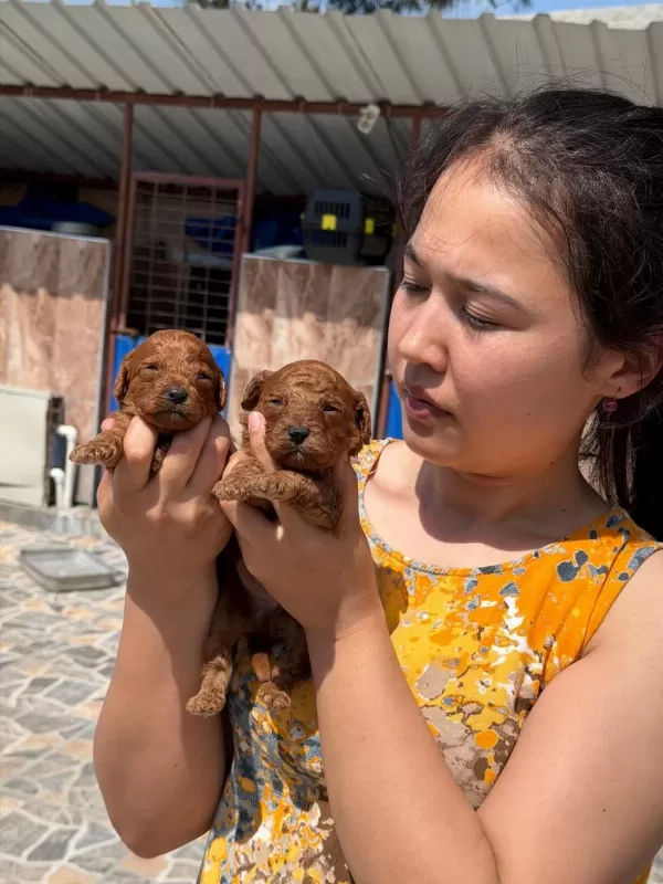 Toy Poodle Yavrularımız