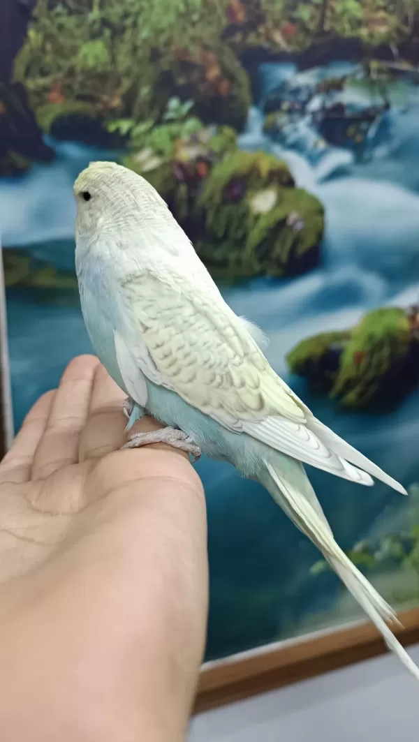 Jumbo Yavru Muhabbet Kuşu
