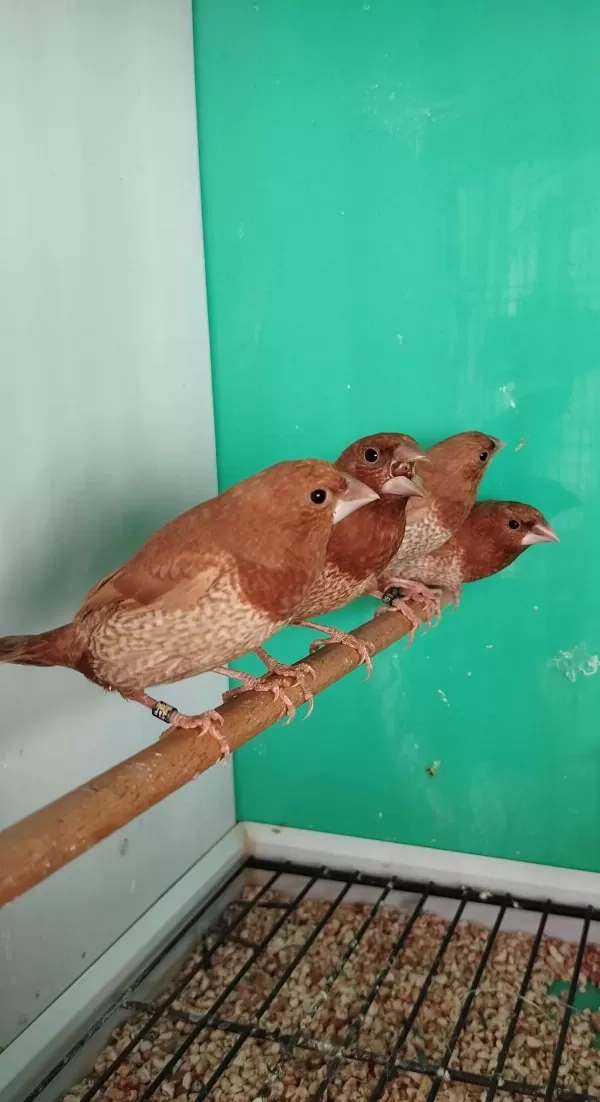 Mokka Bengal İspinozu Yarışma Vasıflı Çiftler