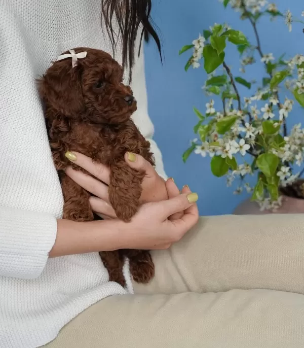 İrk Garantili Toy Poodle Yavrulari
