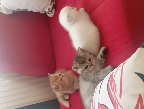 British Shorthair Kediler