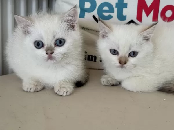 Abkaranın En Elit Britih Shorthair Ve Longhair Yavruları