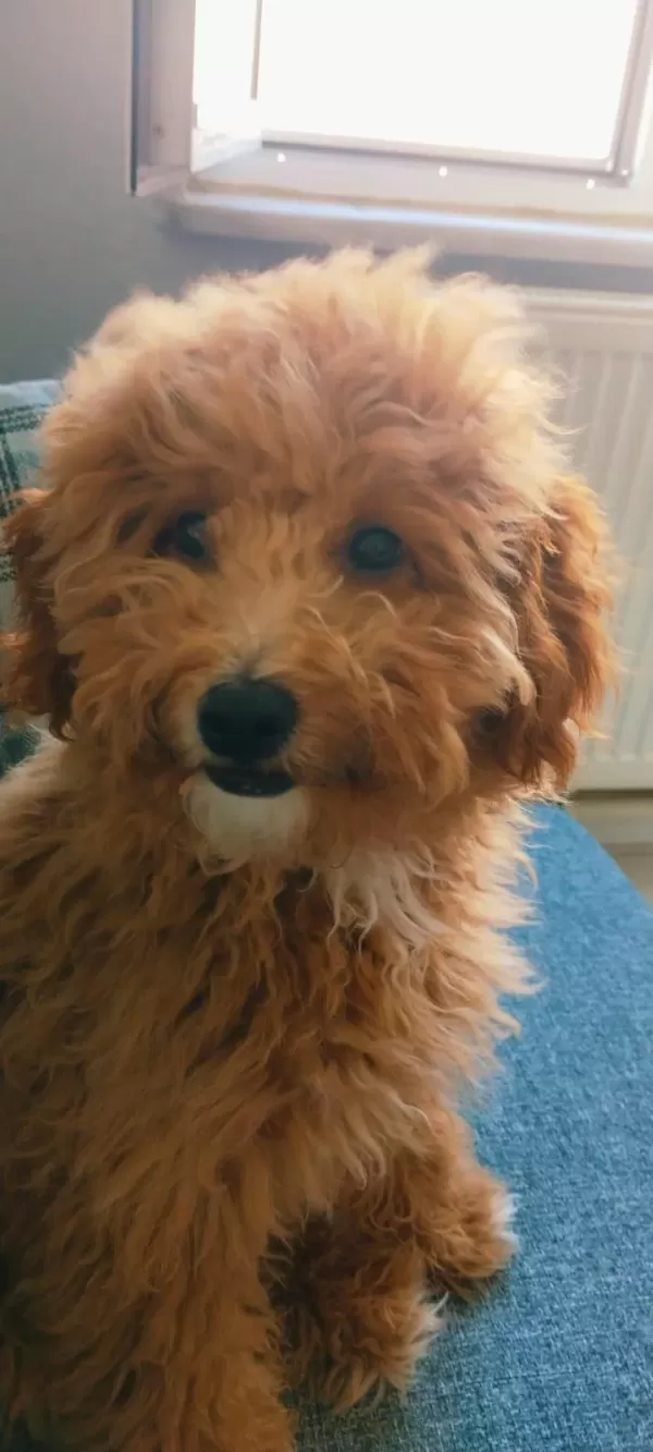 Yetişkin Dişi Maltipoo