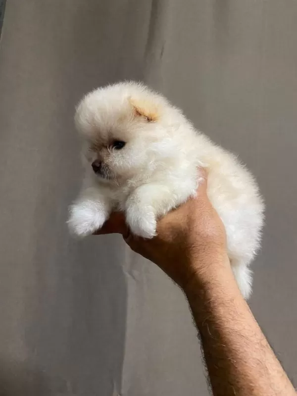 Pomeranian Boo Köpeğimiz