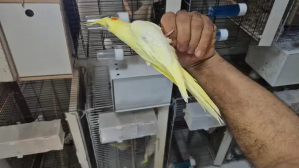 Yavru Lutino Sultan Papağanı