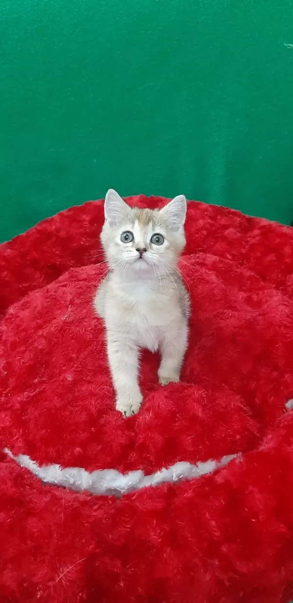 British Shorthair Sevimli Yavrumuz
