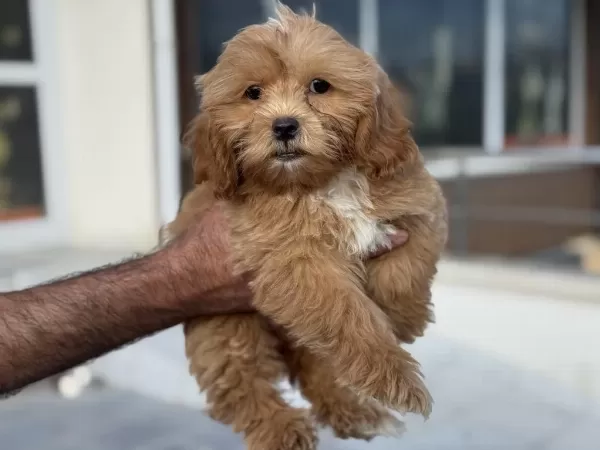 Show Kalite Wc Eğiirmli Maltipoo Yavrularımız