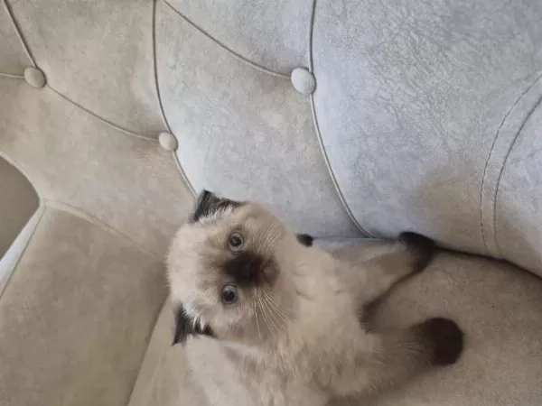 Scottish Fold Kedisi