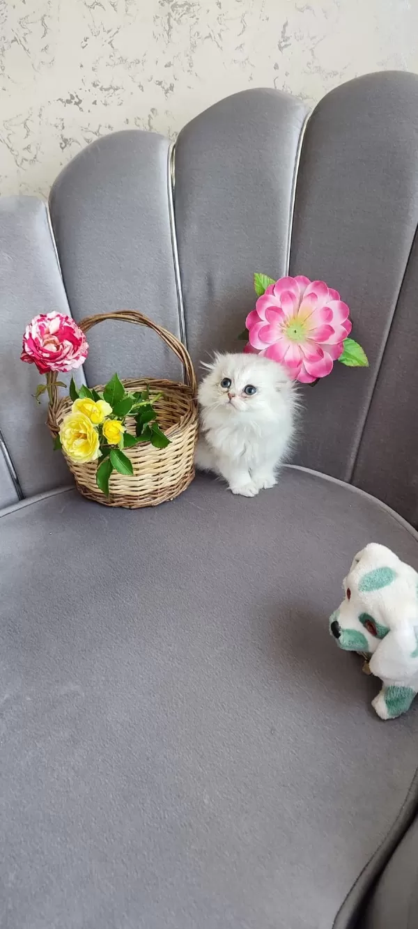 Scottish Fold Yavrumuz