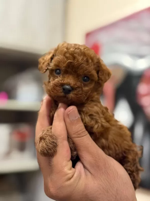 Teacup Korea Poodle Saglik Ve Kg Garantili Wc Egitimli