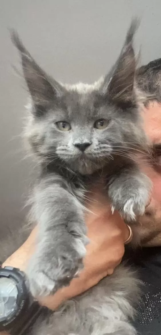 Xxxl Kocaman Erkek Maine Coon