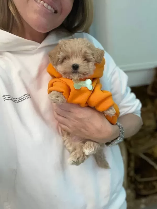 Maltipoo Yavrular İçin Ulaşın