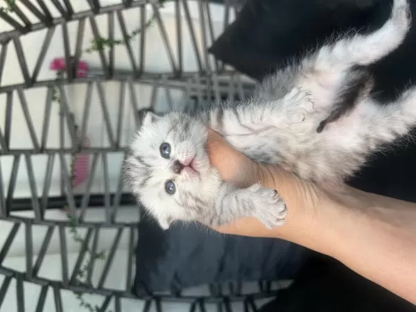 Rezerveye Müsait Bebek Kediler