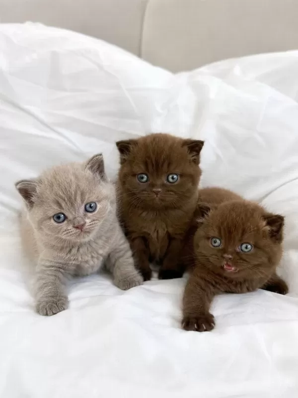Nadir Özel Renk Chocolate British Shorthair Yavrular