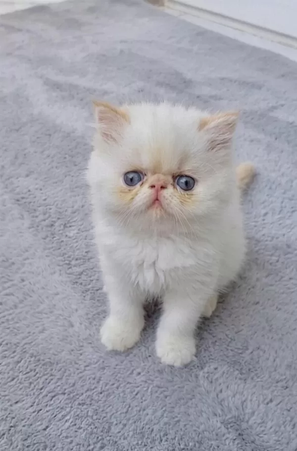 İran Persian (kalite)