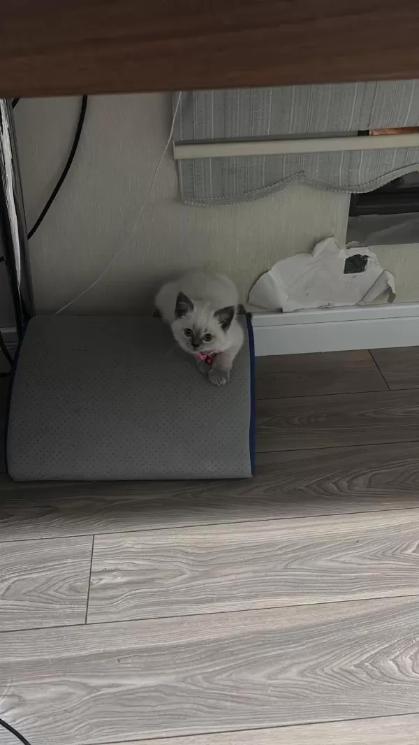 2 Aylık Anne Baba Şecereli British Blue Point Kardeşler