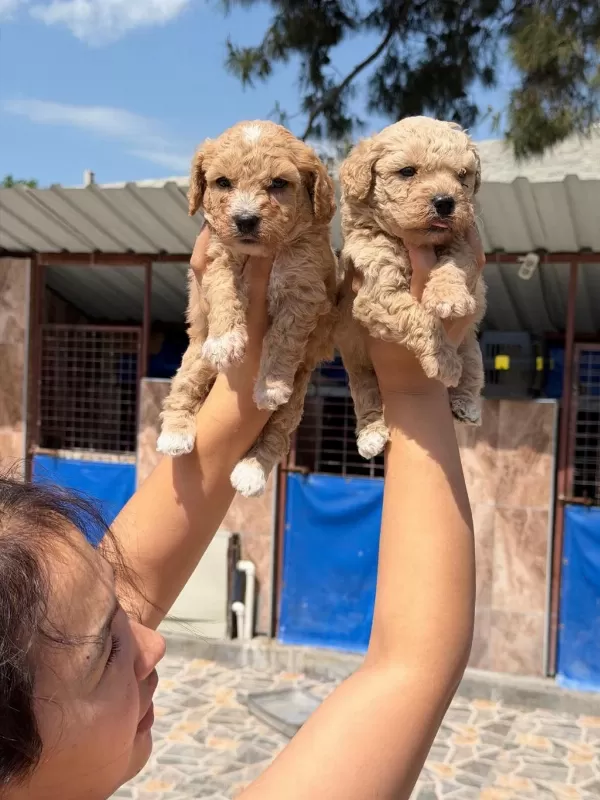 Bebek Yüzlü Maltipoo Teacup Yavrularımız