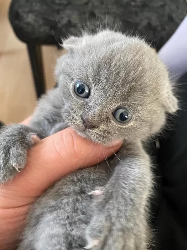 Scottish Fold Ve Straight