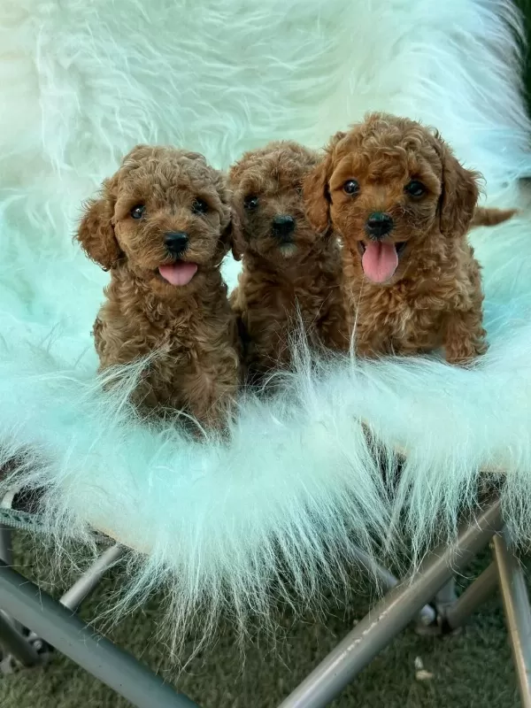 Ziyarete Açik Erkek Dişi Poodle Bebekler