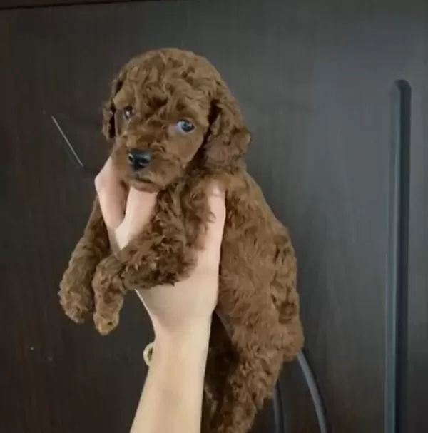 Toy Poodle Bebekler Orijinal