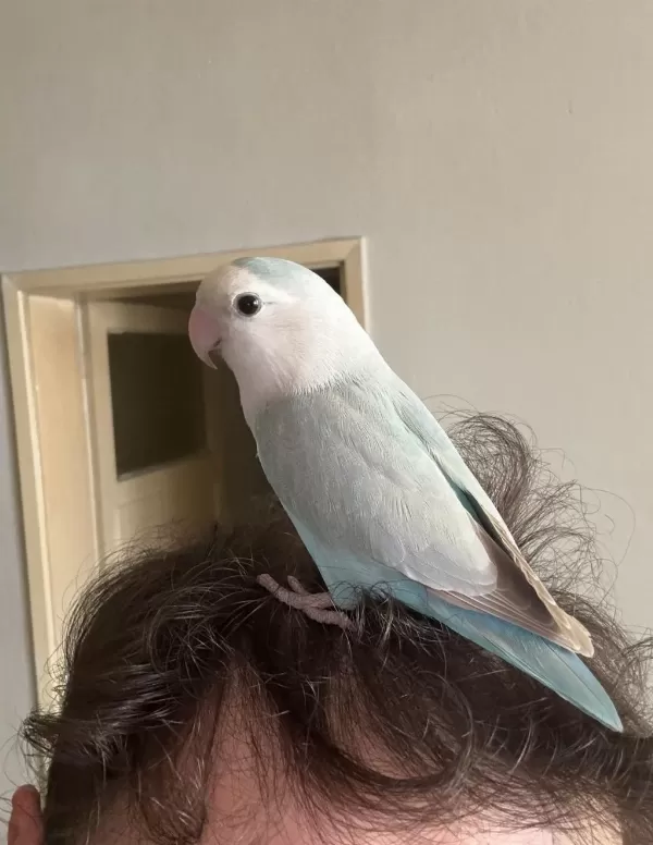 Oyun Hamuru Sevda Papağanı