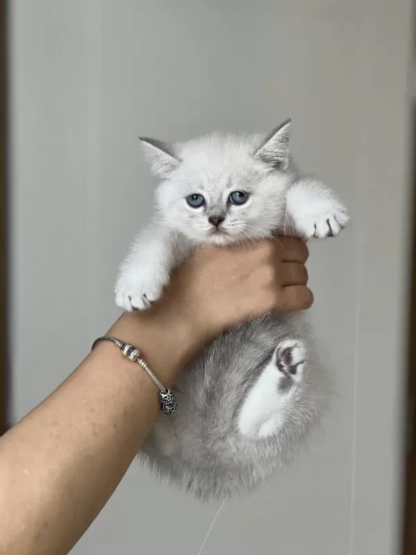 Hemen Teslim British Shorthair Yavrum