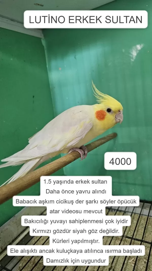 Üretime Uygun Erkek Sultan Papağanlari
