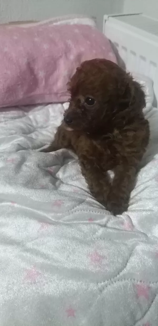 Kore Dark Red Erkek Yavru Poodle