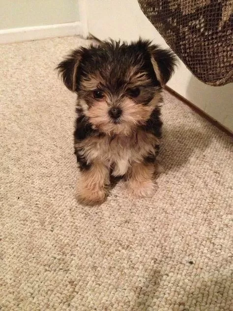 Morkie Yavrularımızı Canlı Görerek Alabilirsiniz