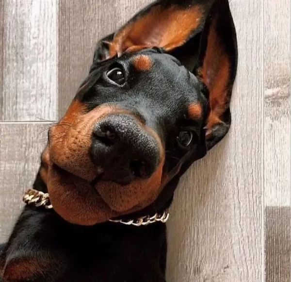 Europa Doberman Bebekler