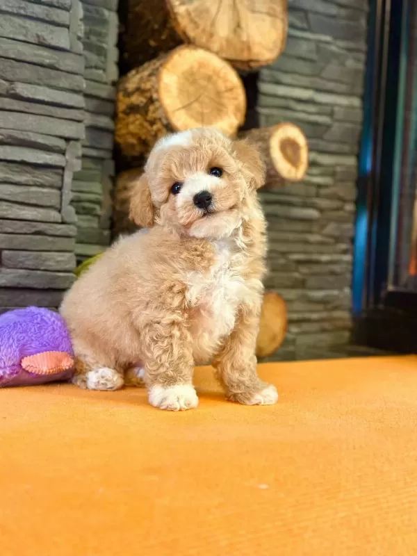 Teddy Surat Kore Kan Maltipoo Yavrularımız
