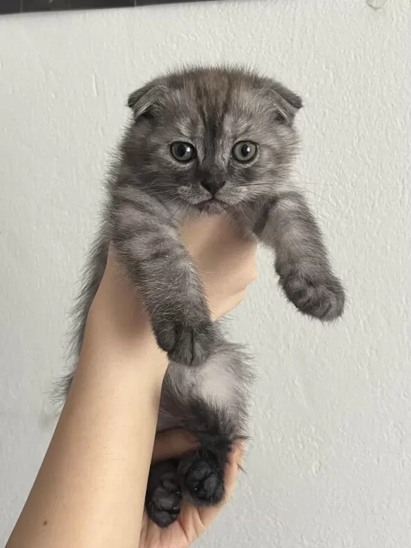 Yavru Scottish Fold Kedimiz Acil