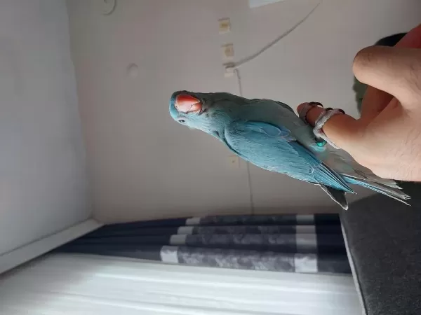 Mutasyon Pakistan Papağanı Bebek