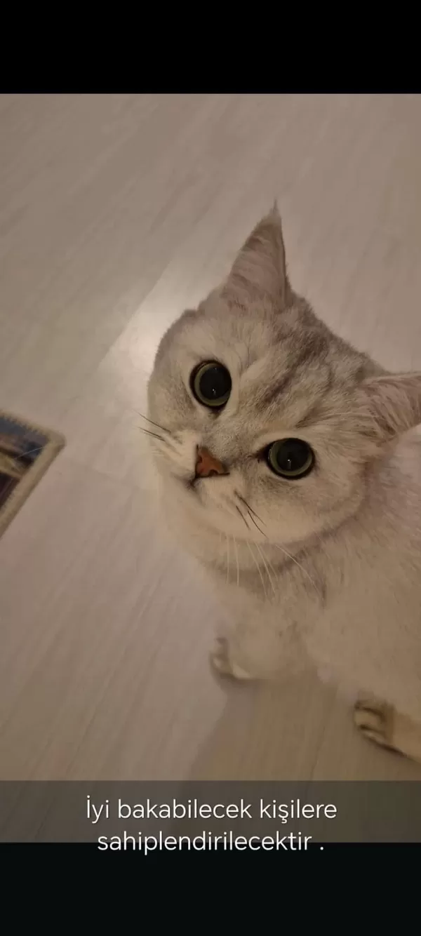 5 Yaşında Kısır Erkek British Shorthair Oyuncu