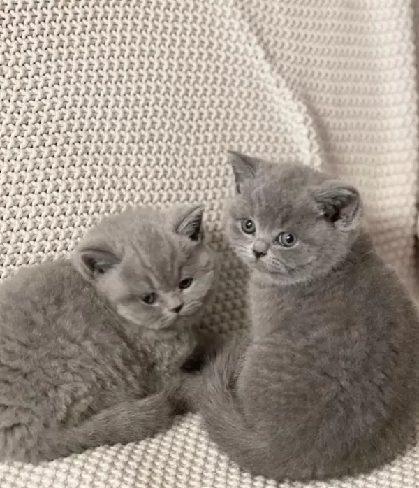 British Shorthair Yavrular Teslime Hazır