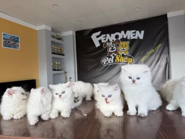 En Güzel Scottish Fold Yavrularımız Fenomen Pets Ank