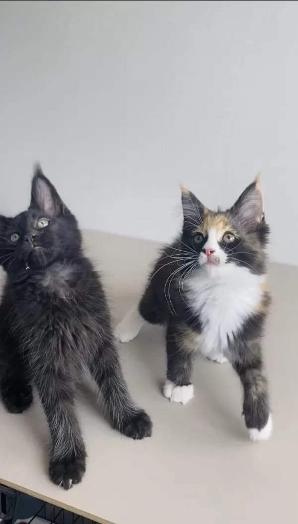 Değerini Bilene Özel Xxl Maine Coon Bebekleirm