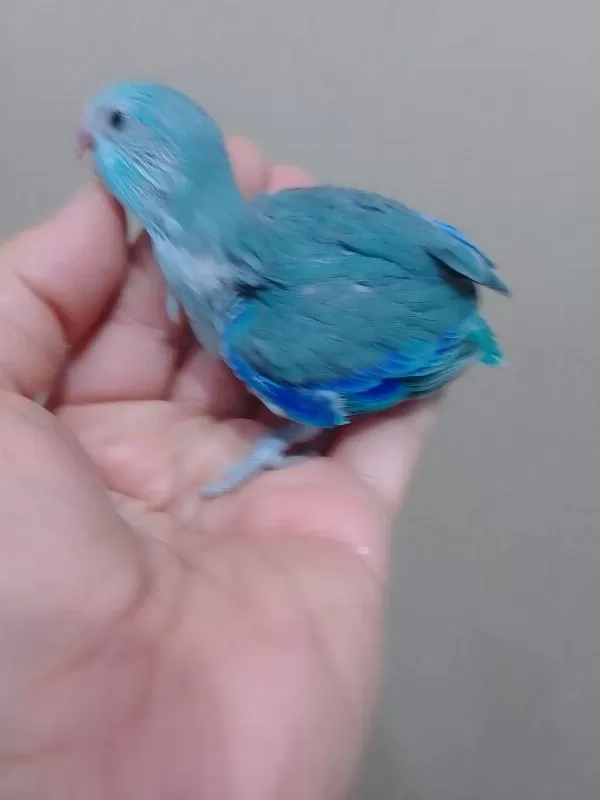 Erkek Bebek Forpus Cep Papağanı