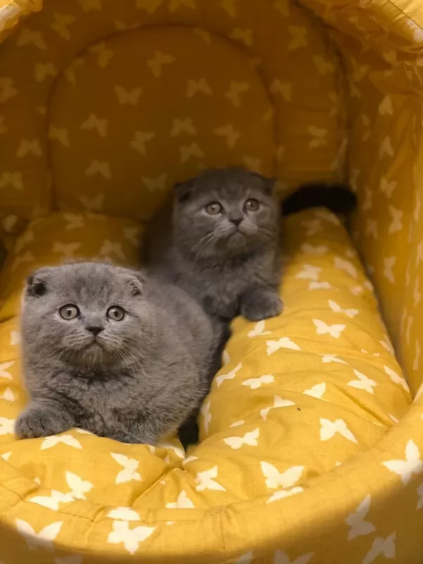 Baby Face Scottish Fold Yavrularim