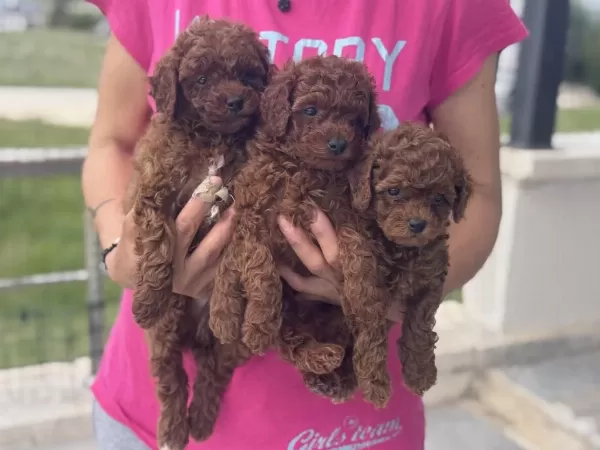 Ankaranın En Seçkin Toy Poodle Yavruları