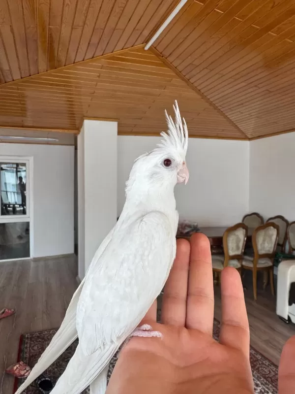 2 Aylık Albino Sultan Papağanı